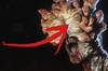 Puede el cordyceps infectar a humanos como en The Last of Us? Un miclogo aborda el tema