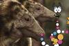 Paleontólogos afirman haber encontrado ADN de dinosaurio fosilizado