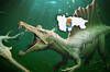 Hallan en España nuevas evidencias de la especie de dinosaurio nadador más enigmático de la prehistoria