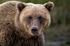 Alarma en Japón por el aumento de los ataques de osos y se disparan las cifras de heridos y fallecidos
