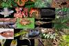 Descubiertas 224 nuevas especies de animales y plantas