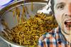A comer gusanos: Los insectos llegarán a las mesas de España y Europa muy pronto