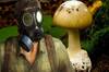 El hongo más tóxico y mortal del mundo se está reproduciendo sin parar