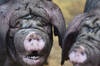 Estados Unidos al borde de una invasión de cerdos gigantes extremadamente inteligentes