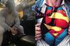 David Corenswet, el nuevo Superman de DC, está enorme e irreconocible con sus nuevos músculos