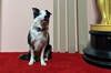 Un perro causa tal sensación en la fiesta de los nominados a los Óscar que piden una categoría para animales