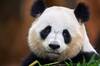 La desconocida 'Diplomacia del panda' y los adorables osos panda que habitan en España gracias a ella
