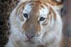 Descubren un raro tigre dorado en la India, pero no es buena señal para la especie
