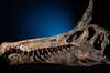 Cient�ficos estadounidenses y espa�oles hallan un nuevo dinosaurio de 13 metros que rompe con la teor�a acu�tica de su especie