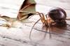 Una araña 'falsa viuda negra' se pega un festín comiéndose un murciélago