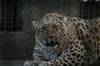 Un leopardo con obesidad en un zoo de China se hace viral y su salud preocupa a los visitantes