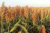 Adi�s al ma�z: el sorgo irrumpe con fuerza en la ganader�a con un 80% menos de coste y un ahorro masivo de agua