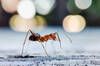 Las hormigas 'locas' invaden Barcelona: Dnde cra y cmo afecta al ser humano esta especie invasora?