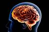 El cerebro humano no madura de golpe: cient�ficos se�alan cuatro edades clave que marcan su reorganizaci�n