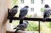 Adis a las palomas: este ingenioso truco expulsa a los pjaros de tu casa sin hacerles ningn dao
