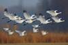 As es como una cigea atravesada por una flecha acab con siglos de teoras absurdas sobre la migracin de las aves