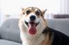 Los veterinarios coinciden: si los perros muestran demasiada alegr�a al ver a sus due�os, pueden estar bajo estr�s y ansiedad