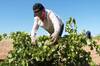 Ya es oficial: alarma y preocupaci�n entre los agricultores por el terrible 'efecto rebote' tras las lluvias durante 2026