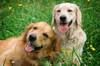 Ya est� en vigor: la Ley de Bienestar Animal impide dar en adopci�n animales sin identificar