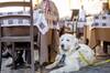 Ya es oficial: la Ley de Bienestar Animal proh�be a los bares y restaurantes rechazar nuestra mascota sin un cartel visible