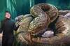 India halla una serpiente prehist�rica de 15 metros y reaviva el debate sobre el mayor gigante terrestre