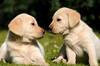 Ya es oficial: a Ley de Bienestar Animal proh�be la adopci�n y cesi�n de cachorros menores de 2 meses