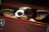 El montaje perdido de 'Gremlins' existe: dura m�s de dos horas y media y acaba de proyectarse en secreto