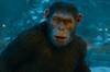 Ya es oficial: Disney expande 'El planeta de los simios' con un director de Marvel y prepara una nueva historia para la saga