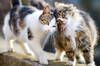 Un veterinario revela cules son las mejores razas de gatos para tener en casa