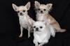 Ni chihuahua ni caniche: soy veterinaria y esta es la raza de perro que menos alergia provoca en Espaa