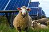 Australia cambia las normas: mete m�s de 1700 ovejas en medio de un parque solar y el resultado sorprende a los cient�ficos