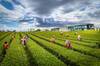 Nueva Zelanda marca las normas: la plantaci�n de esta infusi�n milenaria triunfa durante m�s de 30 a�os donde parec�a imposible