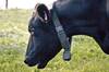 Nueva Zelanda cambia las normas: crea collares inteligentes para controlar a las vacas y eliminar los cercados con alambres