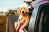 Ya entr� en vigor: la Ley de Bienestar Animal proh�be en Espa�a viajar con mascotas sin ventilaci�n y climatizaci�n adecuadas