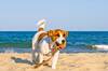 Oficial: Espa�a tiene 15 millones de mascotas, supera al n�mero total de ni�os y confirma la apertura de m�s playas a los perros