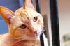 Carlos Guti�rrez, veterinario: 'La mayor�a de los gatos naranjas en realidad son atigrados y por eso resultan tan cercanos'