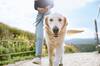 Los veterinarios lo confirman: no todos los perros soportan el calor de igual forma al salir a pasear en verano