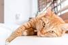 Los veterinarios coinciden: la personalidad de los gatos est� influenciada por la de sus due�os y su clima en casa