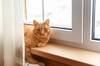 Los veterinarios coinciden: quienes tienen un gato deber�an tener redes en balcones, terrazas y ventanas