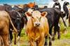 Alarma y preocupaci�n en Estados Unidos: reaparece el par�sito 'come carne viva' tras 60 a�os y sacude al sector c�rnico