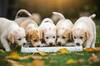 Ya es oficial: la Ley de Bienestar Animal proh�be a los due�os y particulares que sus mascotas tengan cr�as