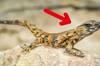 Reaparece una extraña especie de lagarto que se creía extinta desde hace 100 años