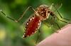 ¿Sabes por qué los mosquitos pican más en los tobillos y cómo puedes evitarlo?