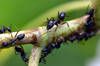 Cientficos descubren una especie de hormiga 'cirujana' capaz de amputar y curar a sus compaeras