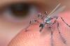 Parece ciencia ficcin: alarma y preocupacin por el microdrn de China 'como un mosquito' que destroza el equilibrio militar