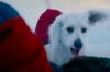 El perro de 'Superman' salva la pelcula y conquista a la audiencia: Krypto dispara las ganas de adoptar en todo el mundo