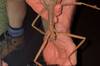 Bilogos descubren en Australia el insecto ms pesado del pas, mide 40 cm y pesa como una pelota de golf: 'Parece de Jumanji'