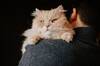 Los veterinarios coinciden: hablar a los gatos como a un beb� es la mejor forma de comunicarse
