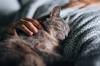Pablo Olmedo, veterinario: 'Dormir con tu gato aporta seguridad y facilita conciliar el sue�o m�s r�pido'