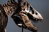 Ya es oficial: venden el esqueleto de un T.rex de 67 millones de a�os por m�s de 43 millones de euros en una venta hist�rica